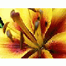 Photo Small Yellow And Red Flower Closeup Flower title=