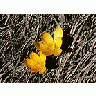 Photo Small Yellow Crocus Flower
