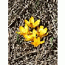 Photo Small Yellow Crocus 2 Flower title=