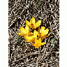 Photo Small Yellow Crocus 2 Flower