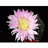 Photo Small Cactus 71 Flower title=