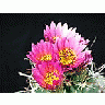 Photo Small Cactus 10 Flower