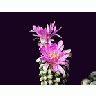 Photo Small Cactus 11 Flower