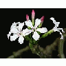 Photo Small Cactus 15 Flower