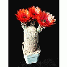 Photo Small Cactus 30 Flower title=