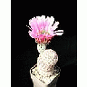 Photo Small Cactus 33 Flower title=