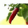 Photo Small Chilli 2 Food title=