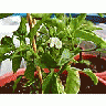 Photo Small Chilli Plants Food