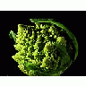 Photo Small Fractal Broccoli Food