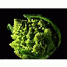 Photo Small Fractal Broccoli Food title=
