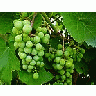 Photo Small Grapevine Food