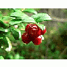 Photo Small Lingonberries Food title=