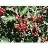 Photo Small Red Tree Berries Food
