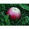 Photo Small Apple 11 Food title=