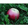 Photo Small Apple 12 Food title=