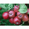 Photo Small Apple 15 Food title=