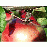 Photo Small Apple 18 Food