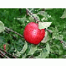 Photo Small Apple 2 Food title=