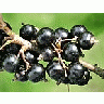 Photo Small Black Currant 3 Food title=