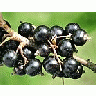 Photo Small Black Currant 3 Food