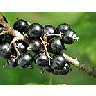 Photo Small Black Currant 4 Food