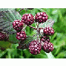 Photo Small Blackberries 4 Food title=