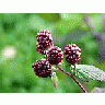 Photo Small Blackberries 5 Food title=