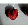 Photo Small Cherry 26 Food title=