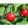 Photo Small Cherry 37 Food title=
