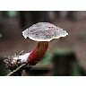 Photo Small Mushroom 2 Food