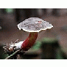 Photo Small Mushroom 2 Food title=