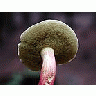 Photo Small Mushroom 3 Food