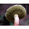 Photo Small Mushroom 4 Food title=