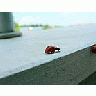 Photo Small Ladybug Closeup Insect