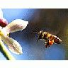 Photo Small Bee Pollen Insect