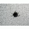 Photo Small Fly 4 Insect title=