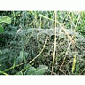 Photo Small Deep Covered Spider Web Insect