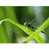 Photo Small A Bug In Louisiana Insect title=