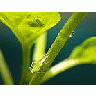 Photo Small Aphids Insect
