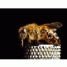 Photo Small Bee 7 Insect title=