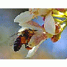 Photo Small Bee Pollen 5 Insect