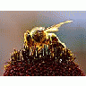 Photo Small Bees Collecting Pollen Insect