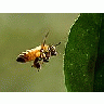 Photo Small Bees In Flight Insect