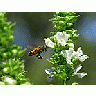 Photo Small Bees In Flight 2 Insect title=
