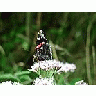 Photo Small Butterfly Insect