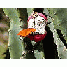 Photo Small Butterfly And Cacti Insect