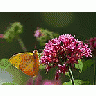 Photo Small Butterfly Flower Insect