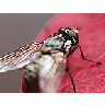 Photo Small Red Leaf And Housefly Insect title=