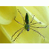 Photo Small Spider Insect title=