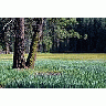 Photo Small Forest Landscape